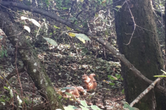 Vereinsmeisterschaft-3D-2022-1