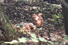 Vereinsmeisterschaft-3D-2022-11